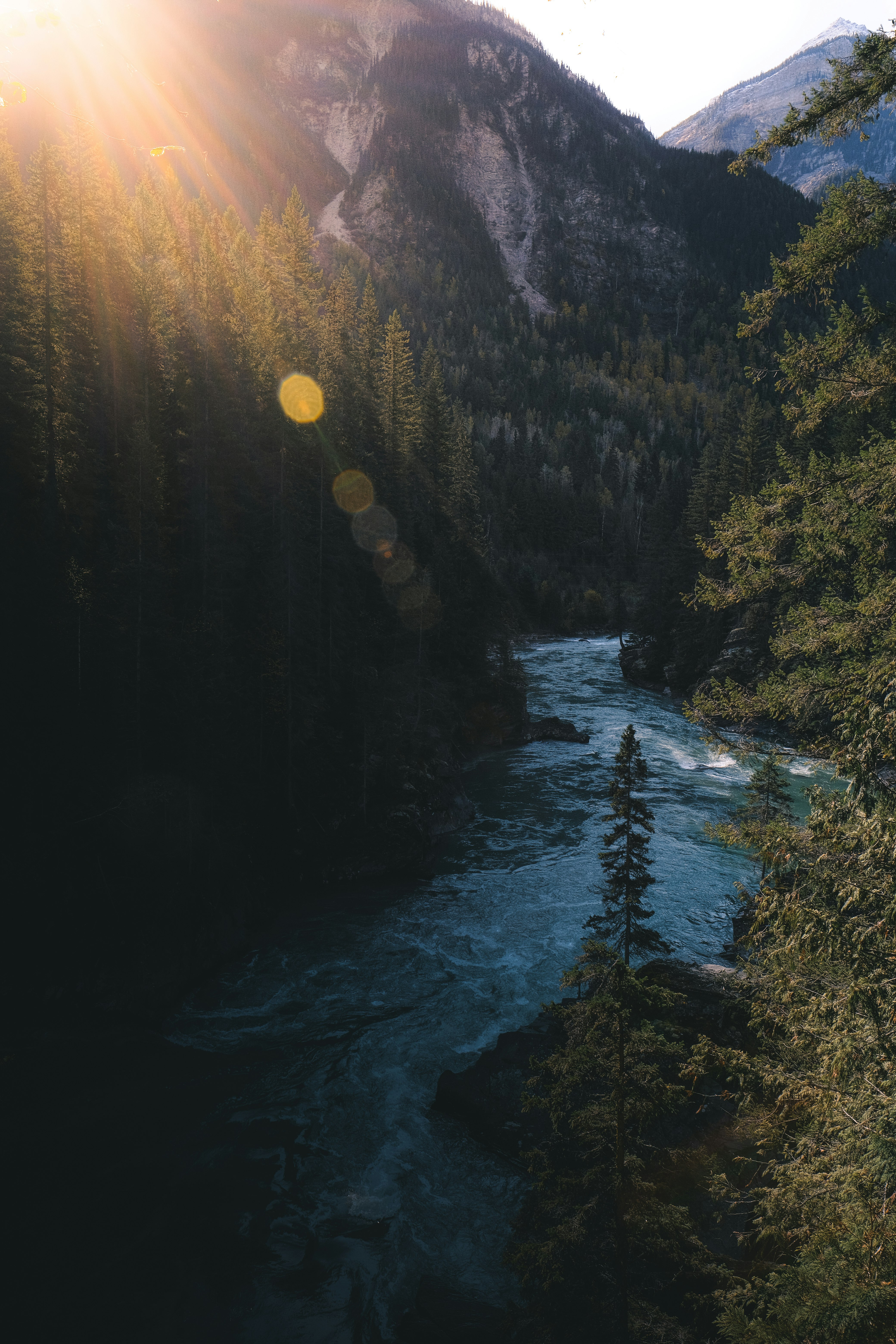 pine trees and river